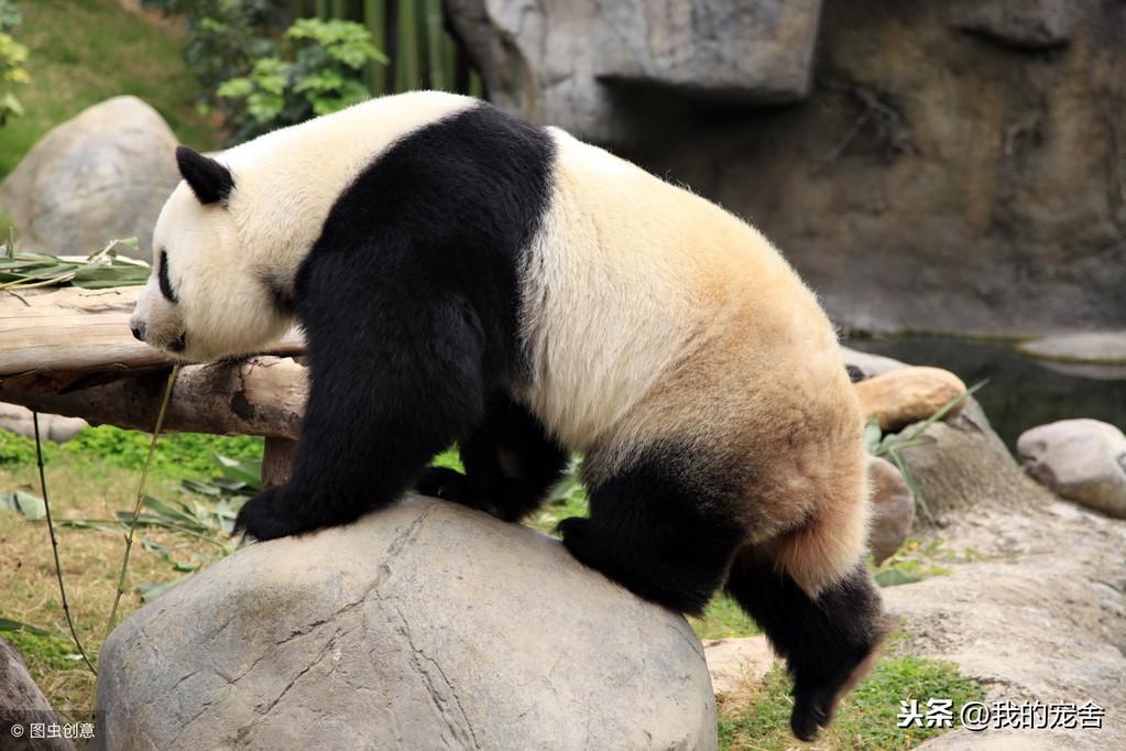 大熊猫属于什么科（熊猫是熊还是猫）