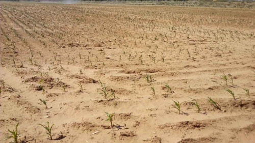 全国10省份2000余万人受旱灾影响 经济损失115亿 胡风不开花