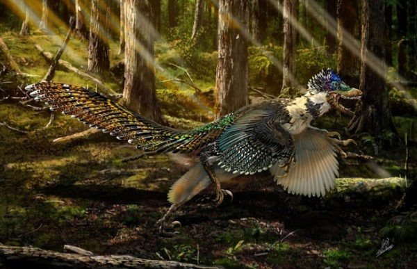 辽宁发现驰龙类恐龙化石：长羽毛短翅膀或不会飞