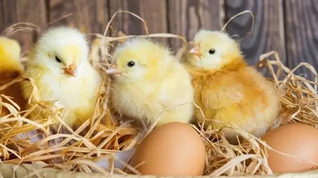 刚孵化出来的小鸡如何鉴别是公还是母？